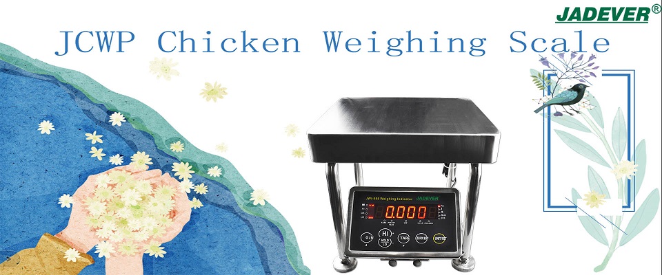 Electronic Chicken Weight Scale With Large LED Weighing Indicator