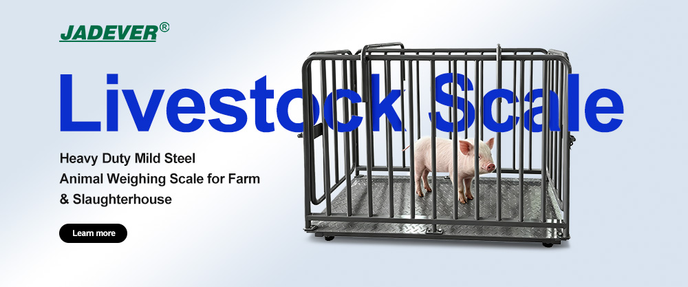 Efficient & Accurate Livestock Weighing Solution – JADEVER Mild Steel Livestock Scale Boosts Farm Productivity 